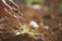 Hands holding soil above ground.