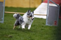 Dog running through obstacle course at dog show.