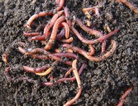 Close-up of red worms in a compost pile.