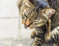 Close-up of cat scratching behind his ears