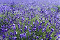 Lavender provides a calming scent often used in candles and body lotions.
