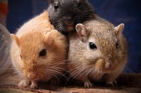 Small animals can enjoy the cozy retreat afforded by a cuddle sack.