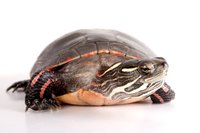 Well-cared-for painted turtles can live more than 25 years.
