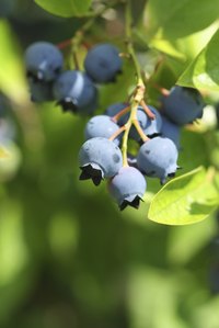 Unlike bilberry fruits, blueberry fruits have a pronounced crown on one end.