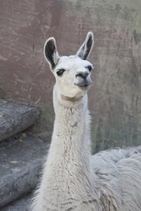 Make heads turn in your llama costume.