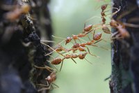 Large numbers of rasberry ants can accumulate and cause damage to electronics.