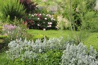 Plants need nitrogen for healthy, green growth
