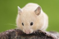Close-up of hamster on a rock.