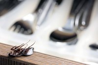 A dead cockroach on the edge of a kitchen drawer.