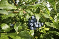 Typically, blueberry plants suffer from fewer diseases than other fruits.