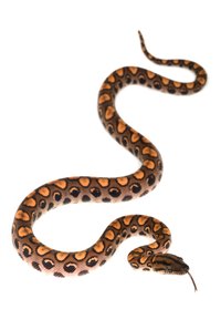 Many popular pet snakes, such as this rainbow boa (Epicrates cenchria cenchria), require humid cages.