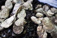 Close-up of fresh oysters