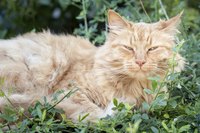 Older cats naturally slow down as they age.