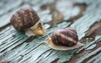 Restaurants pay good money for quality escargot.