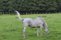 Listerine may be the solution to keeping your horse from rubbing the hair off an itchy tail.