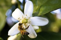 Honeybees gather citrus nectar from where it collects at the flower's base.