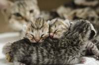 If you must care for a 4 week old kitten without the aid of it's momma you should keep the kitten warm, fed properly and healthy through quality vet care.
