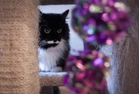 Cats of all ages generally love to play with a catnip toy.
