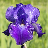 Sometimes flower discolorations are natural, such as flowers bred for broken color.