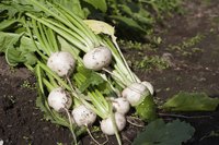 Freshly picked white turnips.