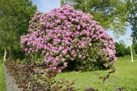 Whether planted as a single specimen or in masses, rhododendron draws the eye.