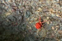 Eight-legged red mites, like all mites, are relatives of spiders; they aren't considered insects or bugs.