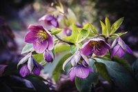 Lenten rose flowers can bloom through snow cover.