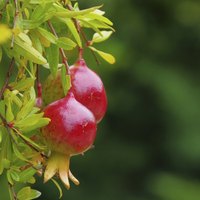 Pomegranates take on a ruby color when they're mature.