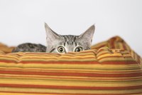 Patience will help your cat learn to be less skittish.