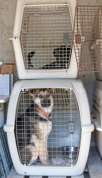 Even large breeds are suitable for crate training.