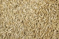 Close-up of grass seeds.