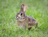 Cottontail rabbits are among many pests that may eat strawberry plants.