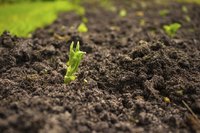 Acidic soil is common in areas that receive high amounts of rain.