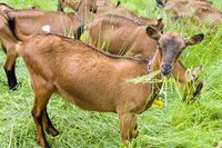 A group of goats eating grass