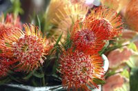 A blooming pot of orange protea flowers on the patio.