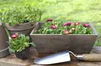 Wooden planter box with flowers