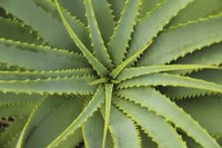 Aloe vera plant.