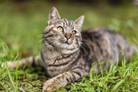 Cat laying grass field.
