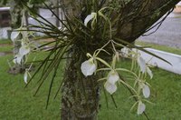 Orchid roots attach to a tree but do not take nutrients or moisture from the tree.