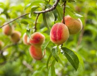 Stone fruits must split their shucks to develop.