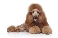 Standard poodles generally have consistent and gentle temperaments.