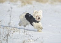 Dog wearing a sweater running through snow.