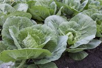 Cabbage plants growing in dirt