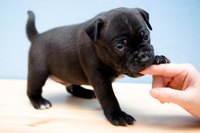 Small puppy nibbling on a finger.