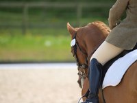 Close-up of rider on horse