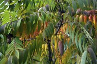Leaves on the branches of a Tiger Eye shrub in early autumn.