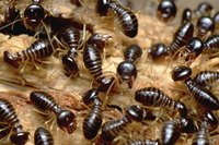 Close-up of termites eating through wood.