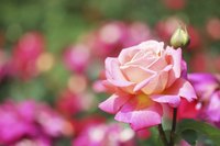 Roses are often referred to as the "Queen of the Flowers."