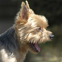 Yorkshire terriers add their natural spunk and inquisitiveness to the Yorkie poo cross.