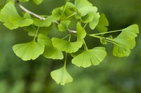 The ginkgo is often called a living fossil.
